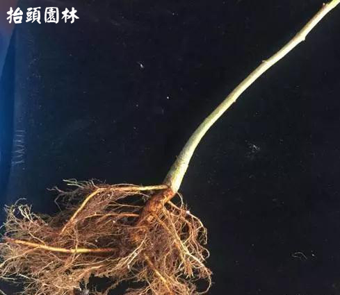椴树,欧洲小叶椴,金桐力,嫁接 椴树,欧洲小叶椴,金桐力,嫁接