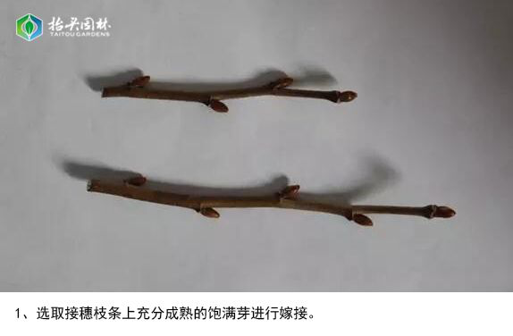 椴树,欧洲小叶椴,金桐力,嫁接 椴树,欧洲小叶椴,金桐力,嫁接
