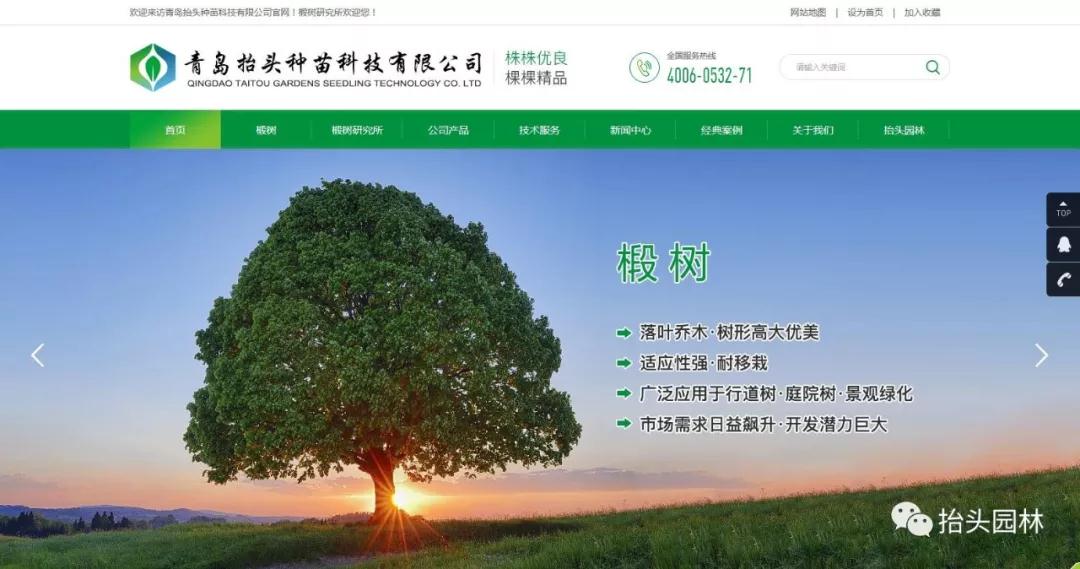 椴树，欧洲小叶椴，金桐力，心叶椴