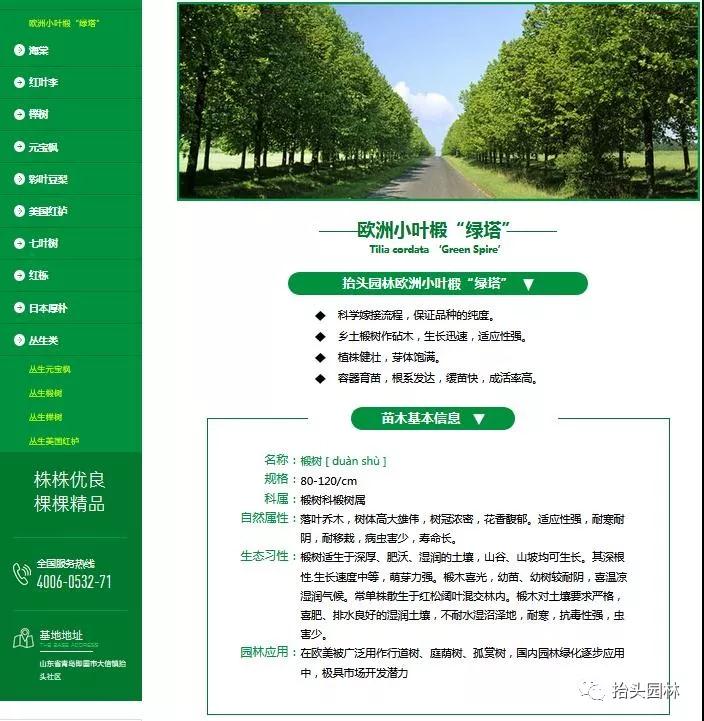 椴树，欧洲小叶椴，金桐力，心叶椴