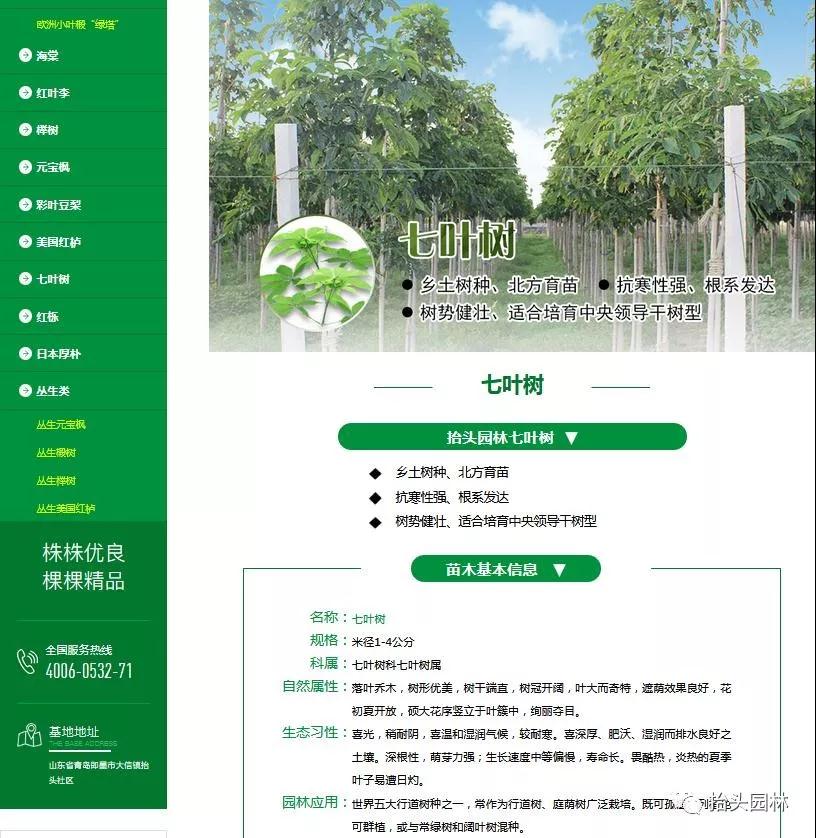 椴树，欧洲小叶椴，金桐力，心叶椴