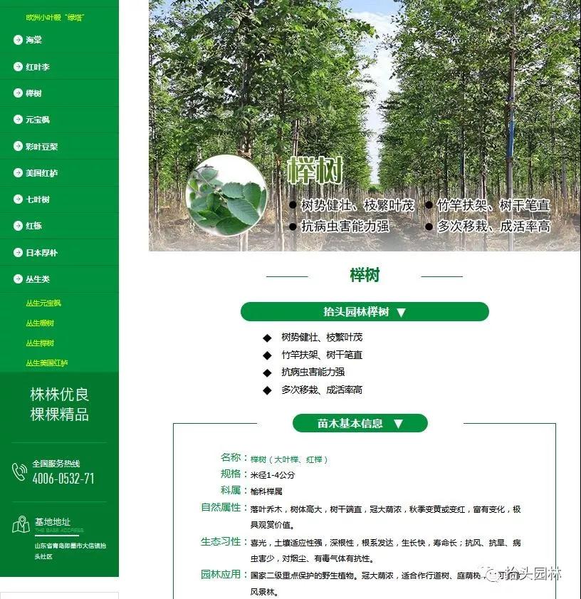 椴树，欧洲小叶椴，金桐力，心叶椴