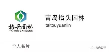 椴树，欧洲小叶椴，金桐力，心叶椴