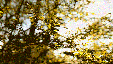 椴树，欧洲小叶椴，金桐力，心叶椴