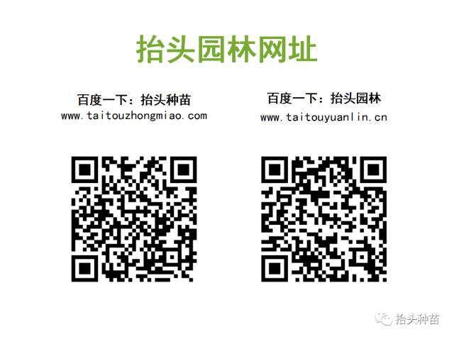 椴树，欧洲小叶椴，金桐力，心叶椴