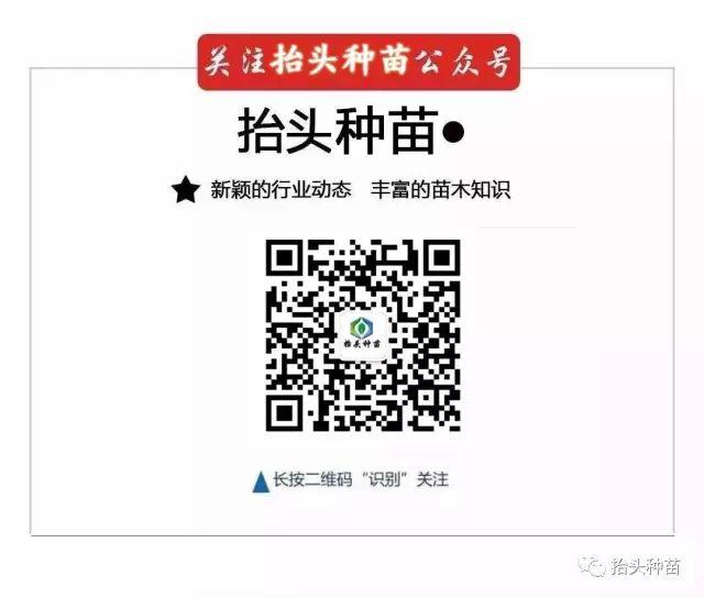 椴树，欧洲小叶椴，金桐力，心叶椴