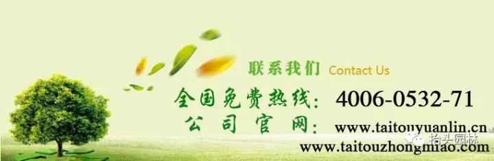 椴树，心叶椴，金桐力，欧洲小叶椴