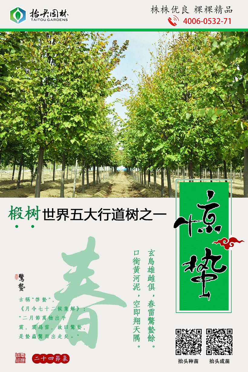 椴树，心叶椴，金桐力，欧洲小叶椴