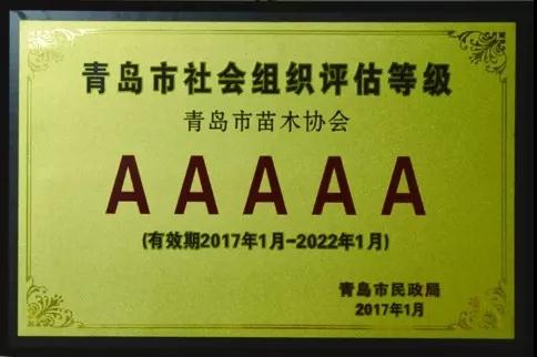椴树，心叶椴，金桐力，欧洲小叶椴