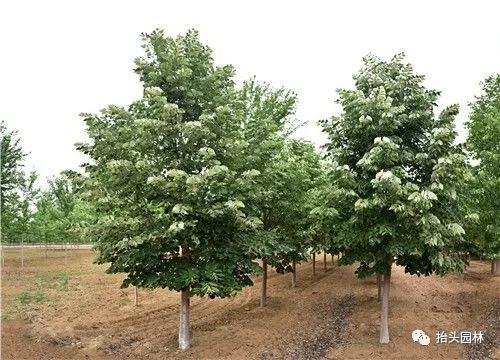 椴树，心叶椴，金桐力，欧洲小叶椴