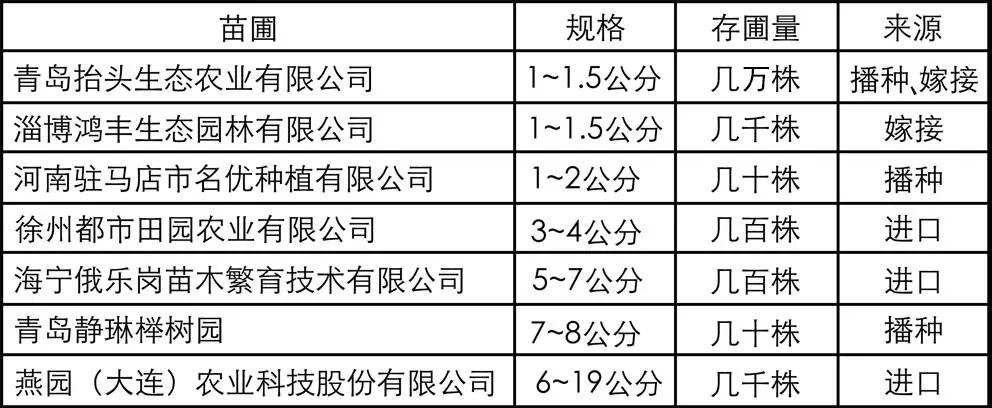 椴树，心叶椴，金桐力，欧洲小叶椴