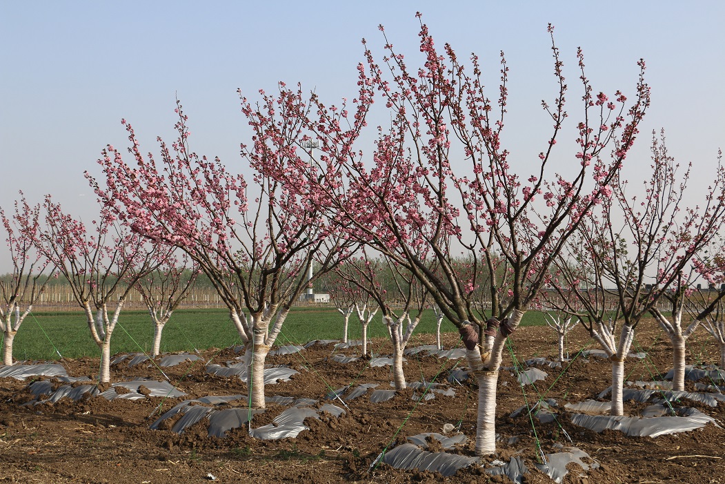 山东地区樱花价格