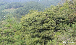 青岛抬头园林椴树资源与园林应用调查第五站:珠山国家森林公园