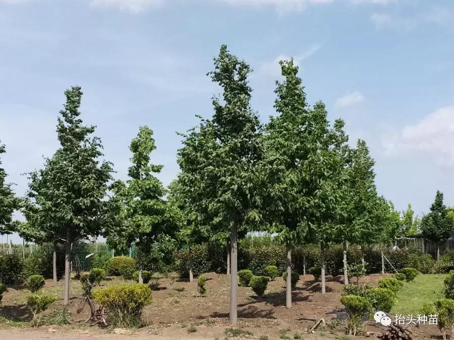 北京林木种苗产业协会来抬头园林参观交流