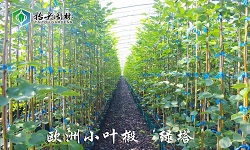 椴树夏季养护要点