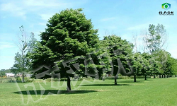 北美特有的椴树品种：美洲椴