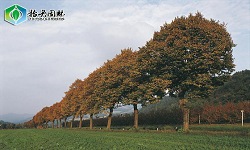 最具开发价值的行道树:椴树