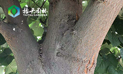 听说椴树是很好的生物源杀虫剂，它的原理是什么？