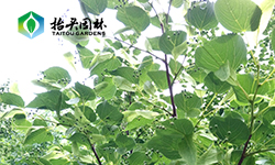 欧洲小叶椴有发展前景吗？