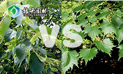 欧洲小叶椴与蒙椴的区别?