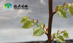 椴树的抗逆性怎么样，环境适应性强吗？