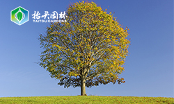 谁能介绍一下椴树，兄弟想做宣传用。