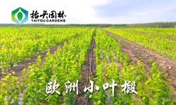 欧洲小叶椴小苗嫁接时有什么事项需要注意吗？