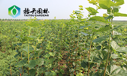 欧洲小叶椴（绿塔）的基本特性是什么啊？