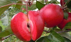 观赏兼食用的红肉苹果