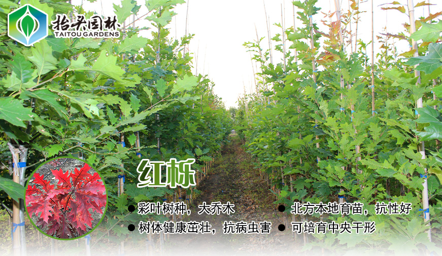 北美红栎