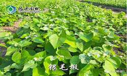 椴树小苗栽植养护技术——养护