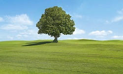 椴树被称为世界五大行道树之一，那世界五大行道树分别是什么啊？