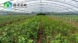 椴树花茶怎样采集制作食用？