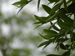 连续暴雨，园林苗圃应该如何应对？