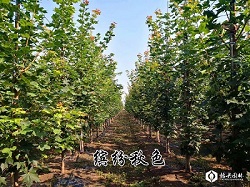 缤纷秋色（太平洋晚霞）园林观赏价值及应用