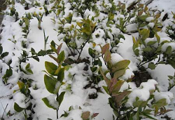 大雪后，如何正确处理苗木积雪减少损失？