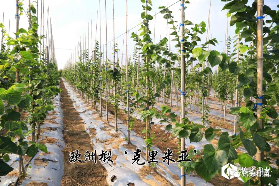 抬头园林--欧洲椴‘克里米亚’ 抬头园林--欧洲椴‘克里米亚’