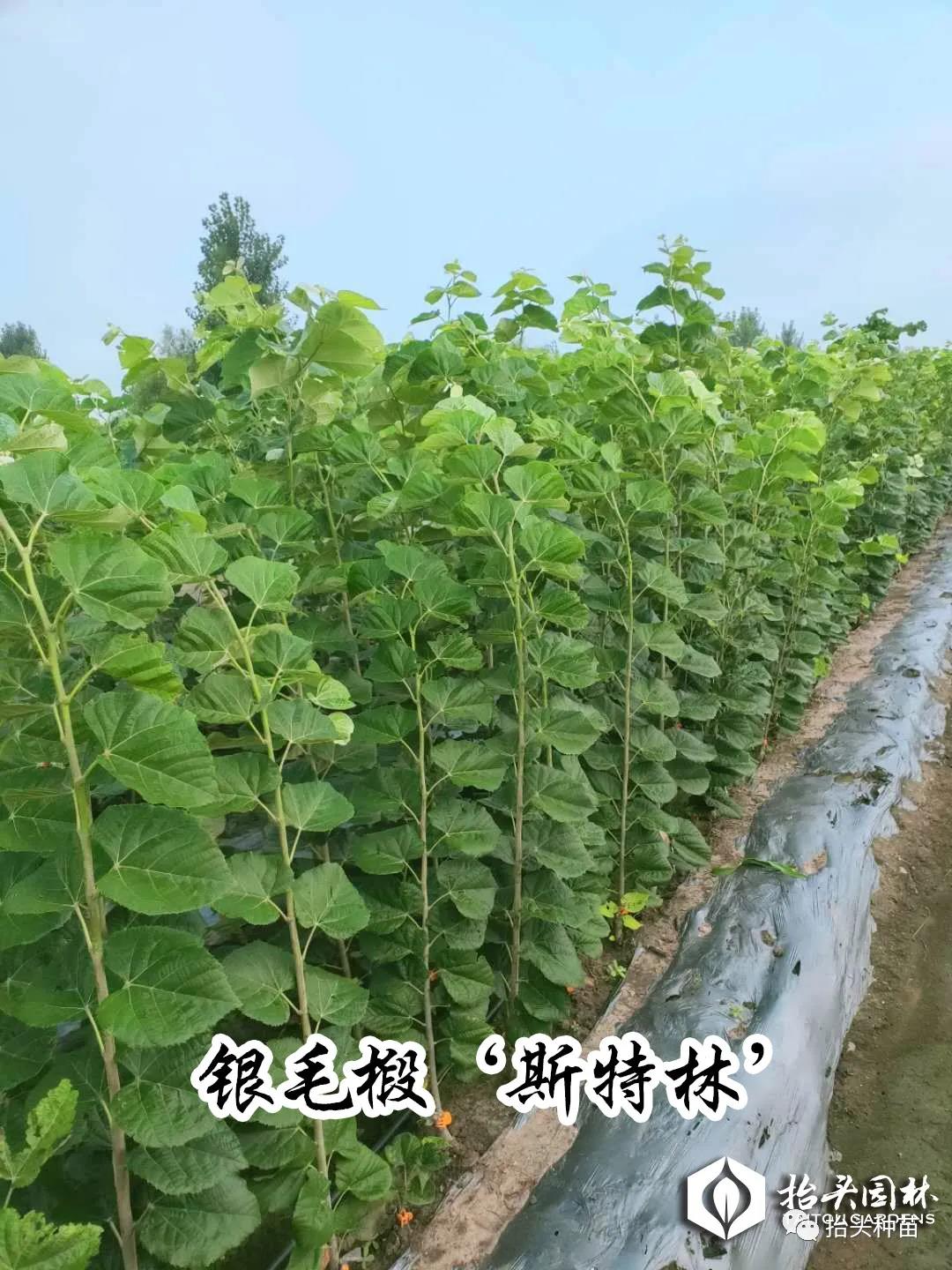 抬头园林--银毛椴‘斯特林’ 抬头园林--银毛椴‘斯特林’