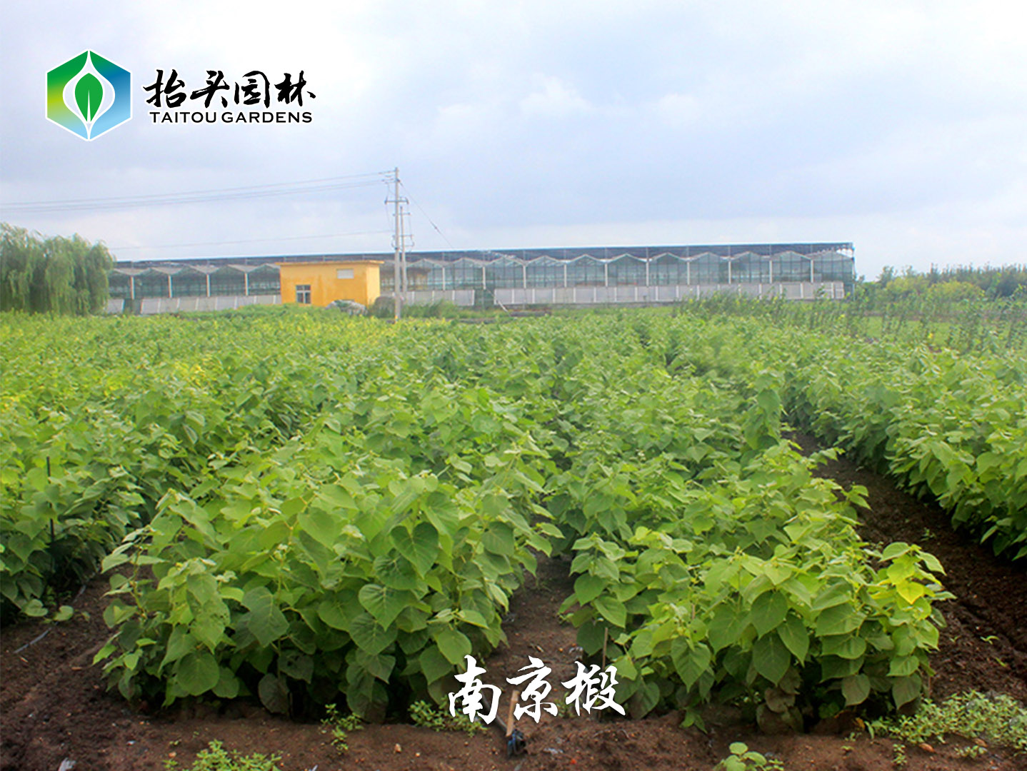 南京椴