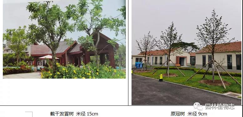 原冠树