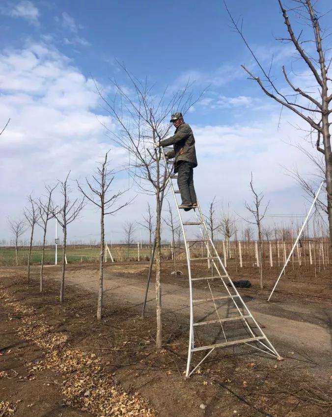 冬季工程苗木移栽的重要一环——修剪