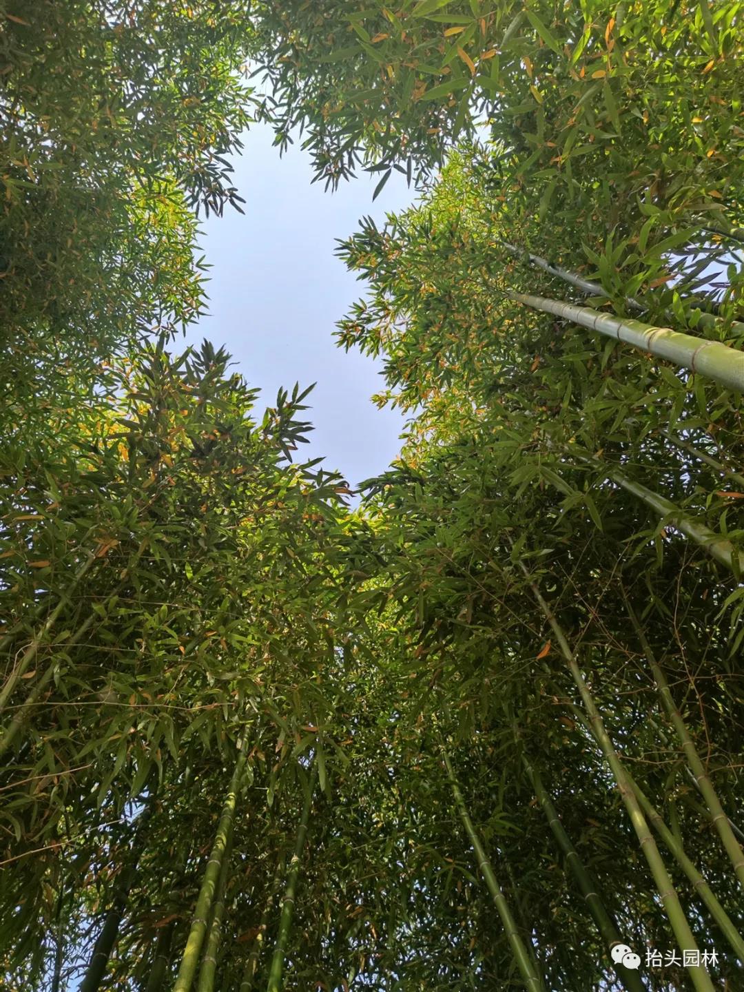 抬头园林--刚竹